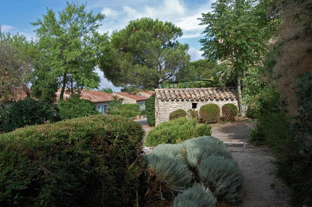 Cypres Du Paradis A Gordes